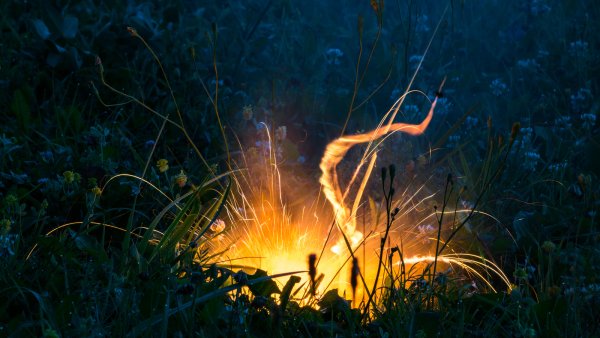 Кровоцвет цветок Гоголь