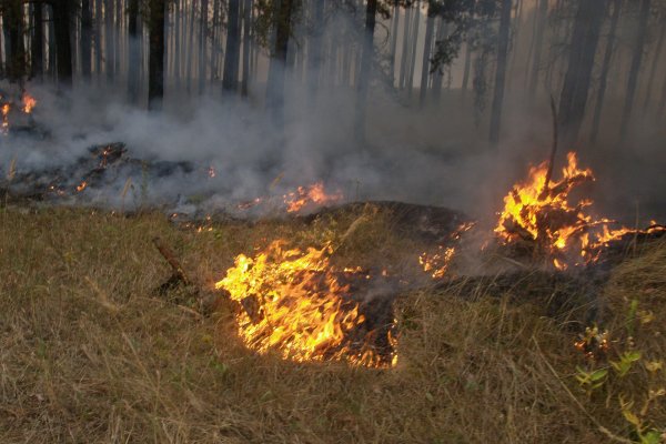 Горящая трава в лесу