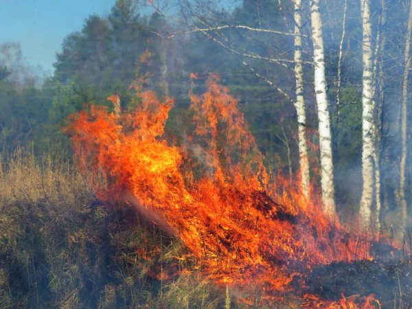 Пал травы картина