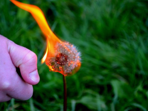Горящий одуванчик