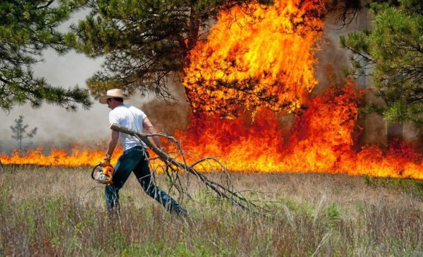 Огонь лес люди