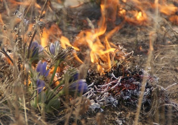 Сухая трава в лесу