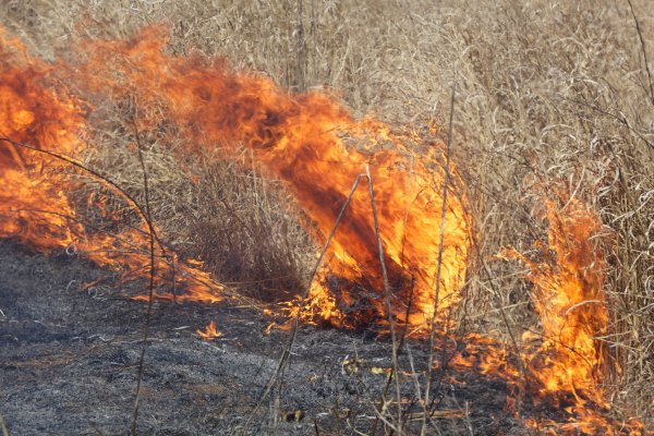 Горящие леса