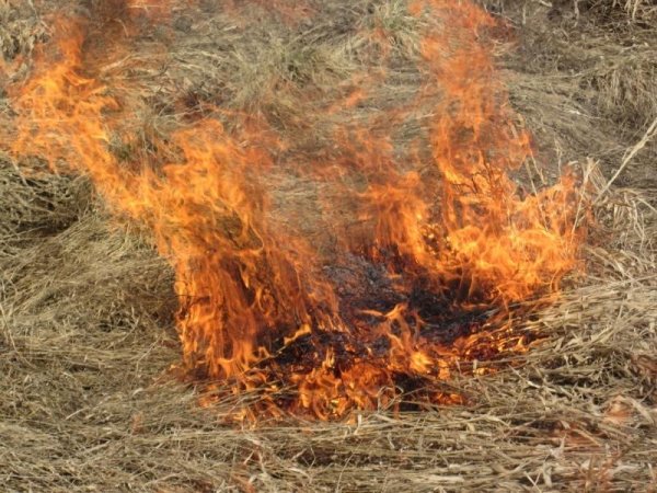 Отжиг сухой травы