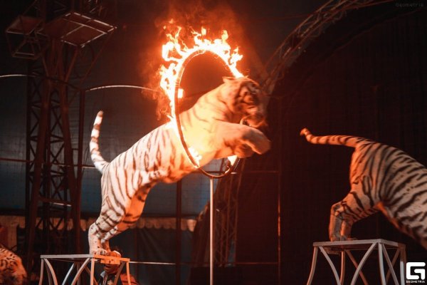 Укротитель тигров