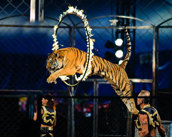 Империя львиц Смолянец