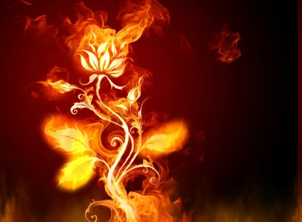 Огненный цветок