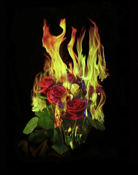 Горящие цветы