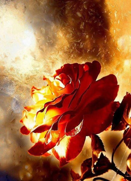 Розы огненного цвета