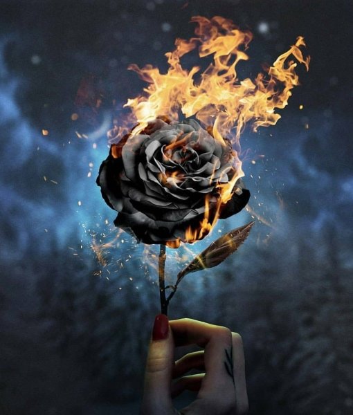 Горящая роза