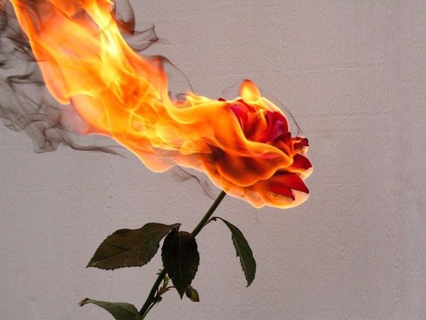 Горящий цветок