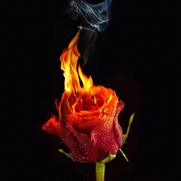 Горящий цветок