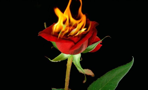 Стефани Блейк Огненные цветы