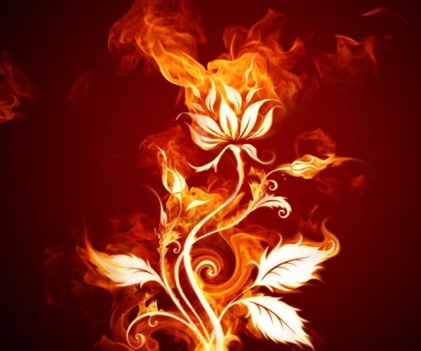 Пламенный цветок