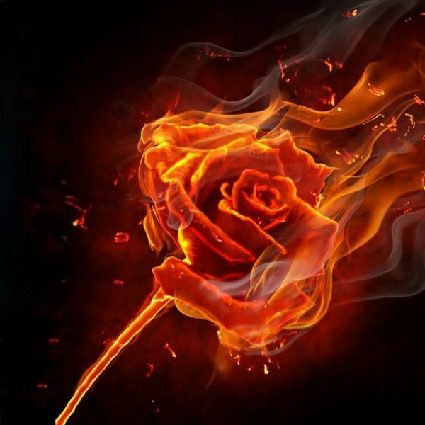 Роза Огненный Король