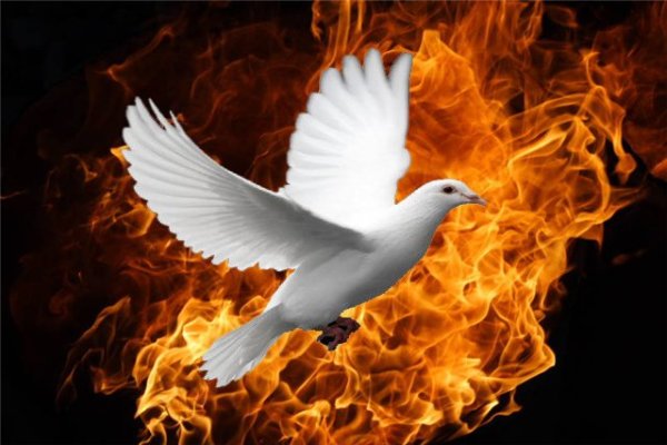 Голубь в огне