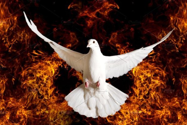 Голубь в огне