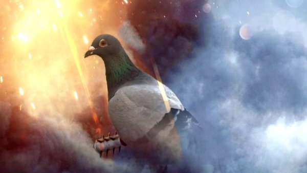 Голубь арты