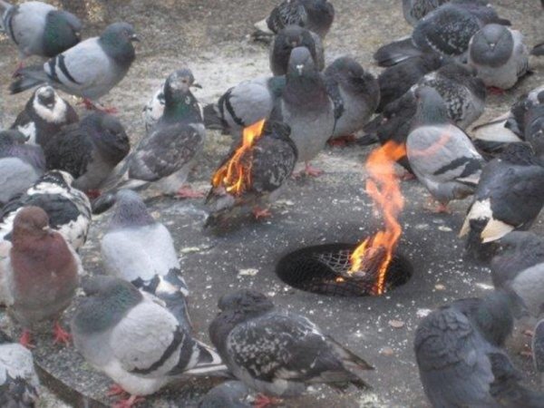 Горящий голубь