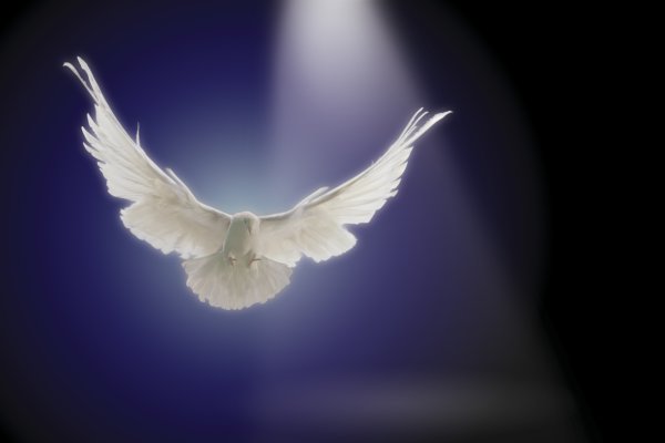 Дух Святой Небесный голубь