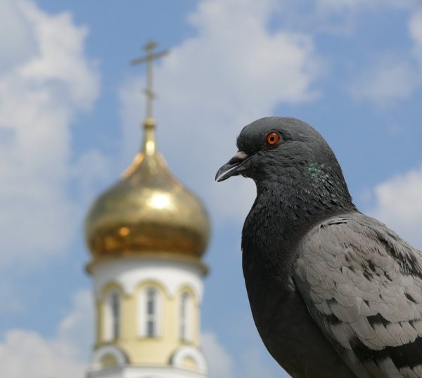 Голуби над куполами