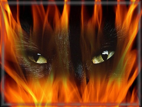Коты с огненными глазами