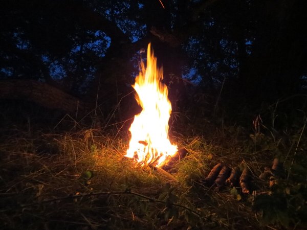 Кострище в лесу