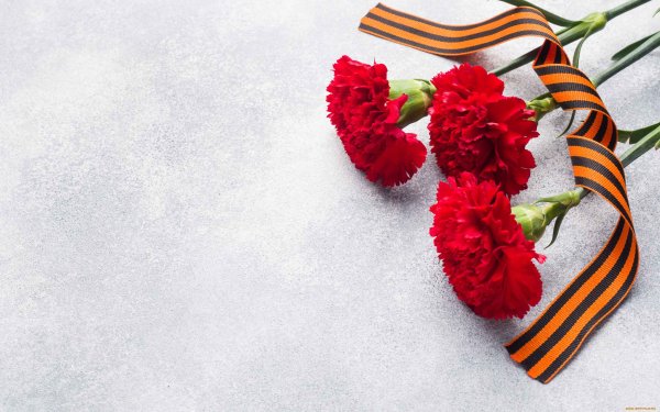 Гвоздики 9 мая