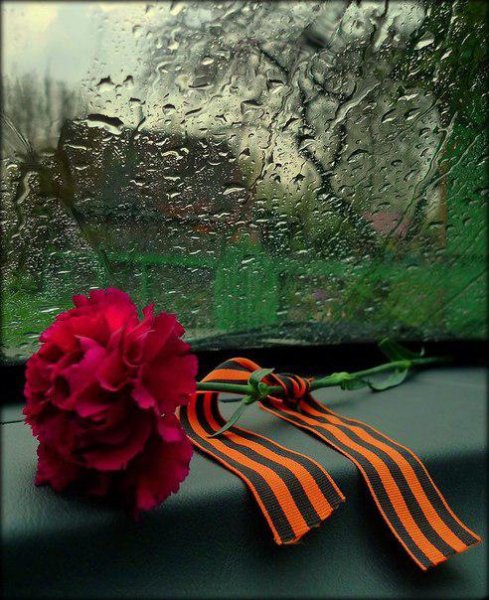 День Победы гвоздики