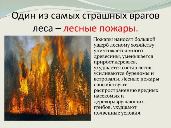 Лесные пожары