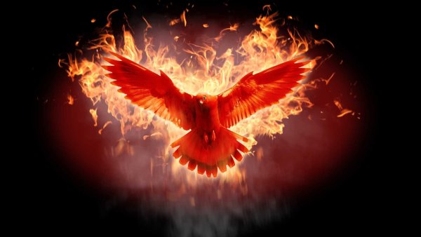 Орел в огне