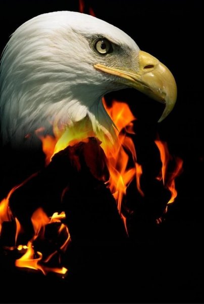 Орел из огня