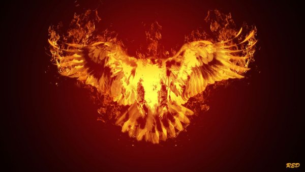 Орел в огне