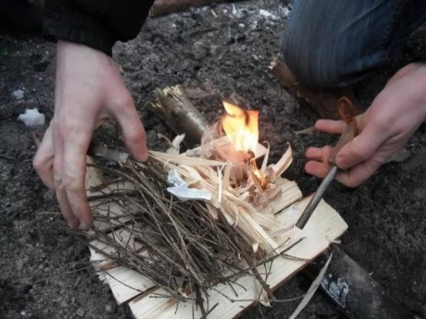 Дрова для костра в лесу