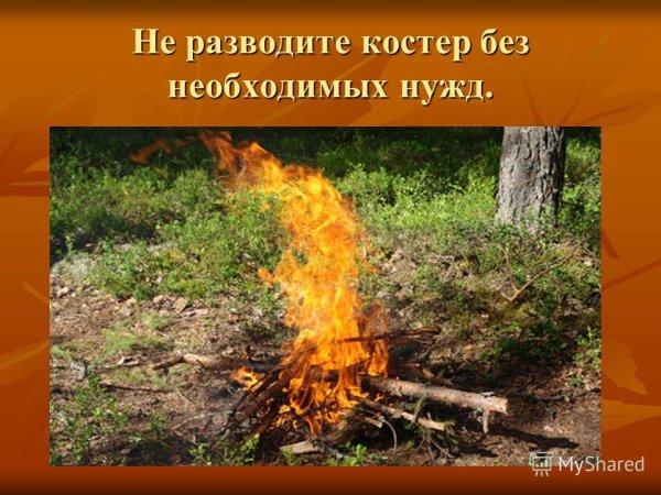 Разжигать костер в лесу