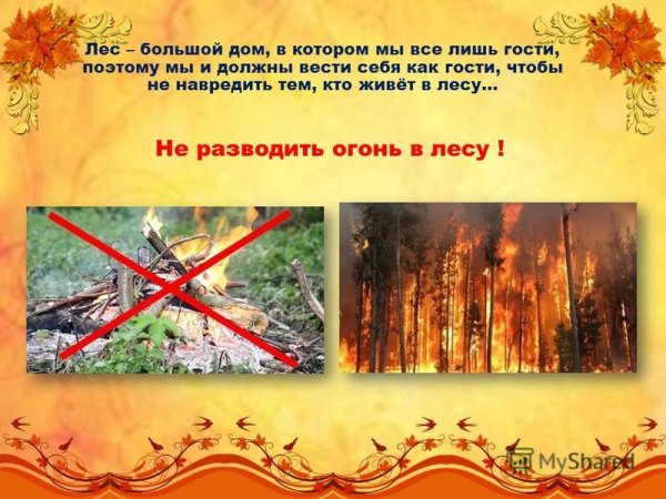 Нельзя в лесу зажигать огонь