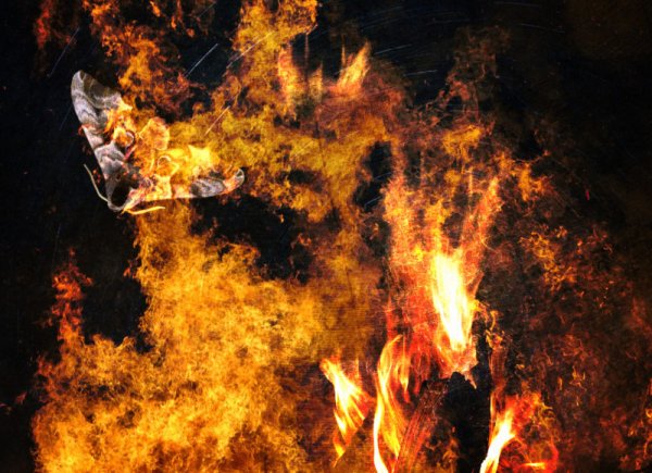 Бабочка в огне