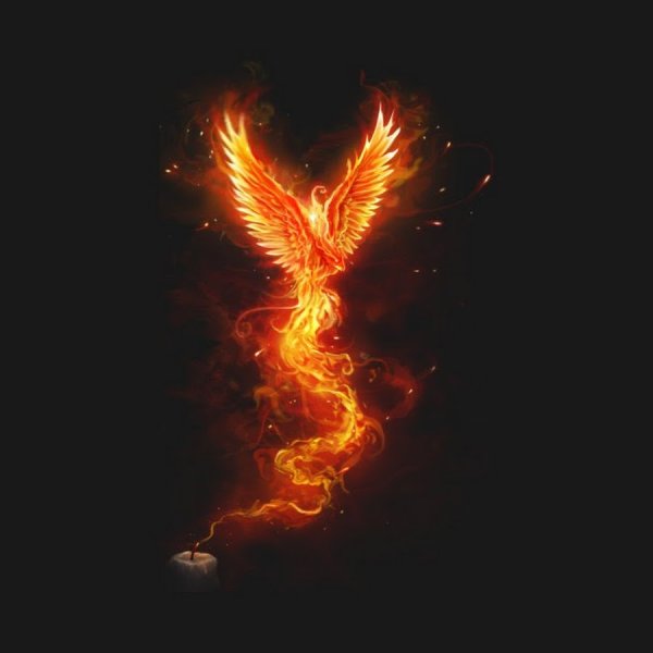 Огненная птица на черном фоне