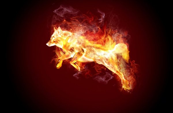 Волк в огне