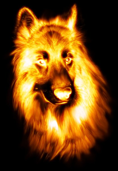 Огненный пес