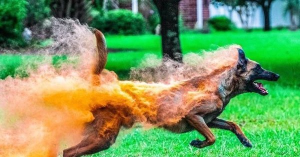 Горящая собака