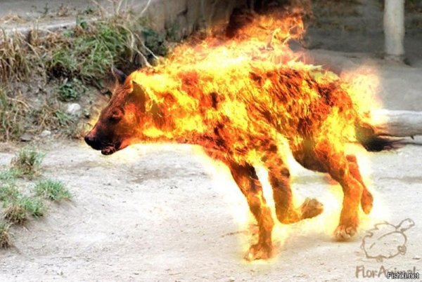 Горящая собака
