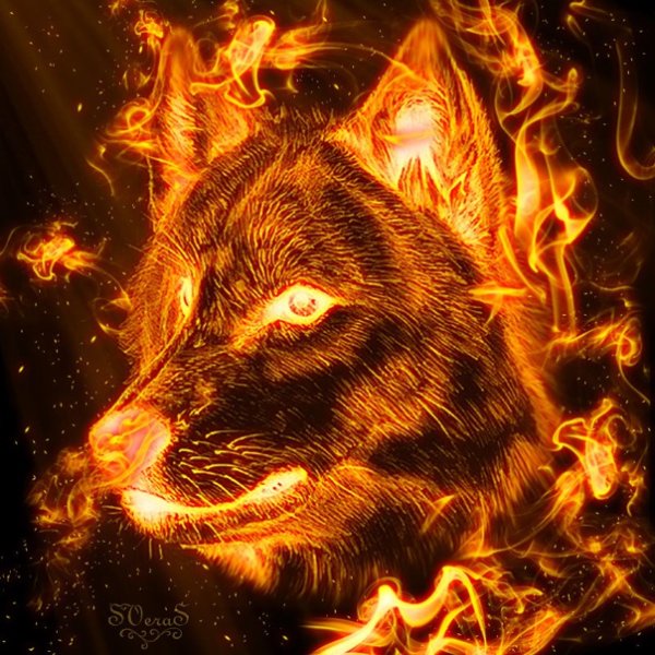 Огненный волк красивые