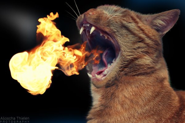 Огнедышащий кот
