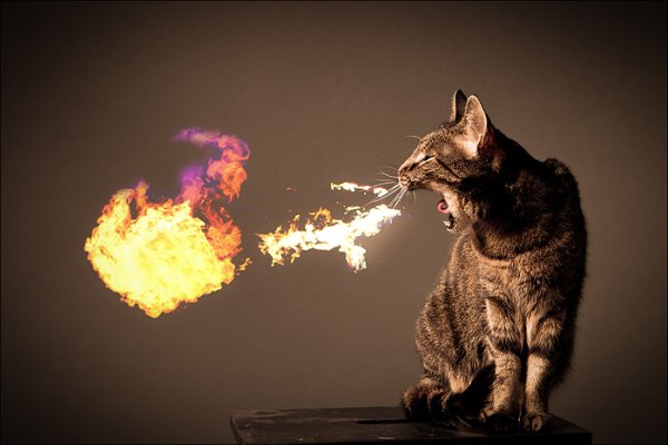 Котики с огнемётом