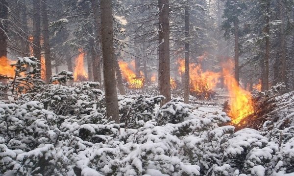 Пожар в зимнем лесу