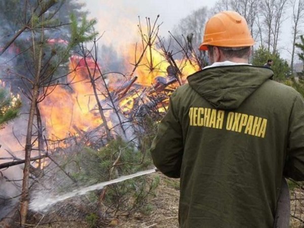 «Охрана лесов от пожаров» Лесное дело