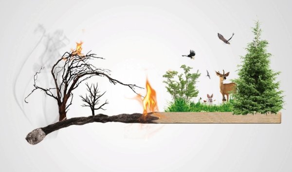 Берегите лес