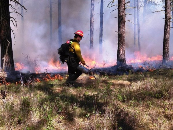 День защиты леса от пожара