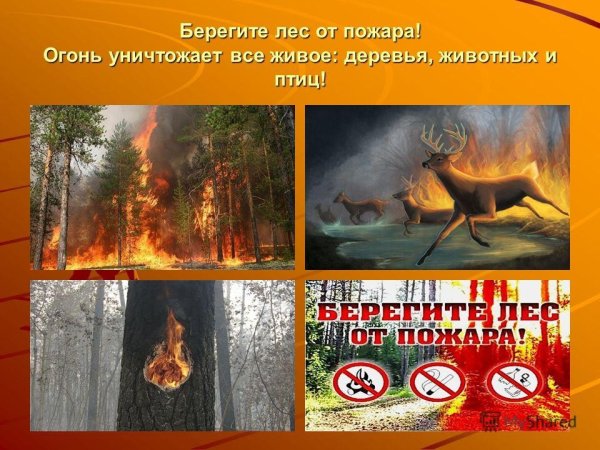 Причины возникновения пожаров в лесу